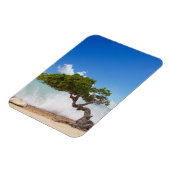 Divi Divi Boom, Eagle Beach, Aruba, Cariben Magneet (Linkerzijde)