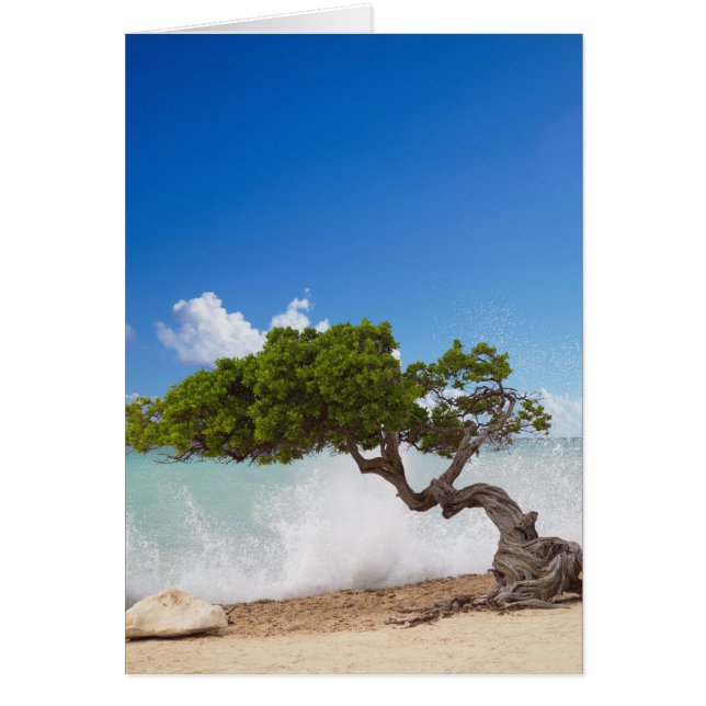 Divi Divi Boom, Eagle Beach, Aruba, Caribisch gebi (Voorkant)