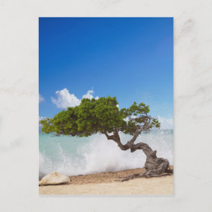 Divi Divi Boom, Eagle Beach, Aruba, Caribisch gebi Briefkaart