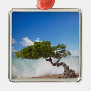 Divi Divi Boom, Eagle Beach, Aruba, Caribisch gebi Metalen Ornament