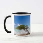 Divi Divi Boom, Eagle Beach, Aruba, Caribisch gebi Mok (Links)