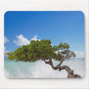 Divi Divi Boom, Eagle Beach, Aruba, Caribisch gebi Muismat