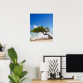 Divi Divi Boom, Eagle Beach, Aruba, Caribisch gebi Poster (Thuiskantoor)