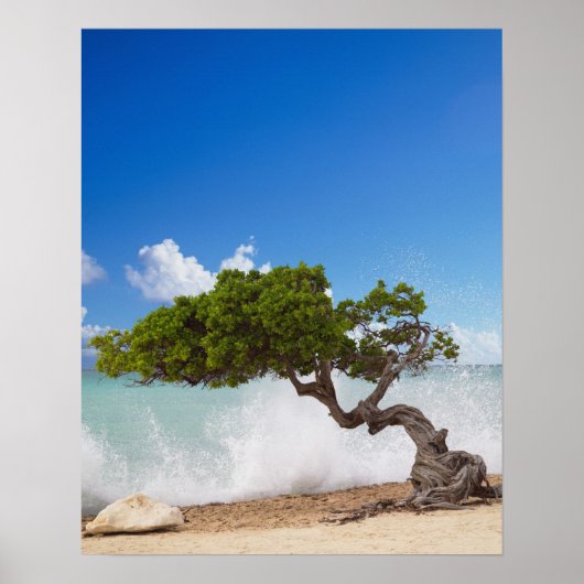 Divi Divi Boom, Eagle Beach, Aruba, Caribisch gebi Poster (Voorkant)