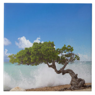 Divi Divi Boom, Eagle Beach, Aruba, Caribisch gebi Tegeltje