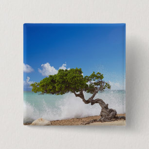 Divi Divi Boom, Eagle Beach, Aruba, Caribisch gebi Vierkante Button 5,1 Cm