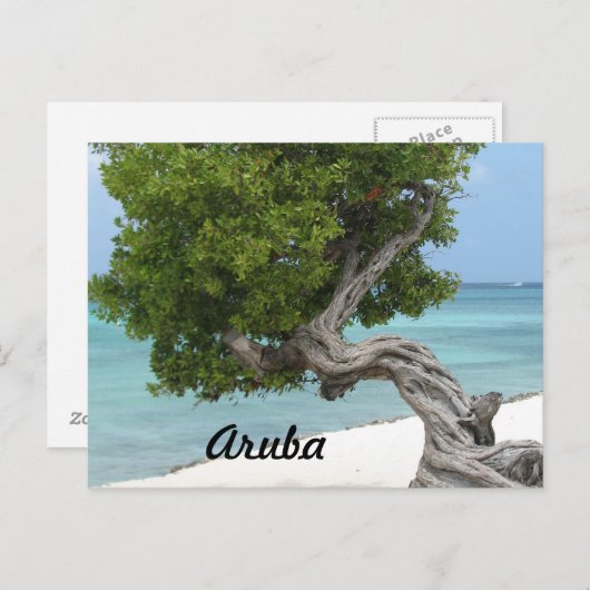 Divi Divi-boom in Aruba Briefkaart (Voorkant / Achterkant)