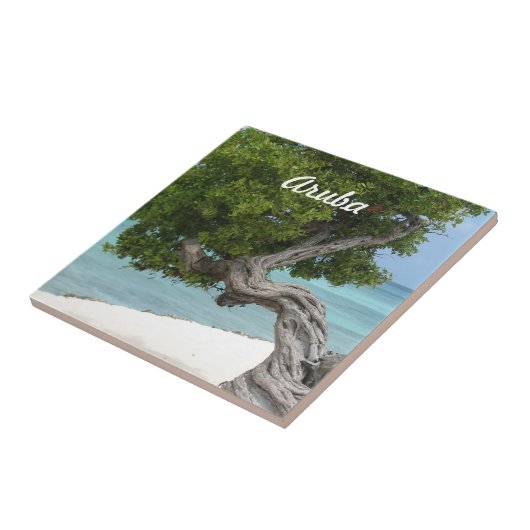 Divi Divi-boom in Aruba Tegeltje (Zijkant)