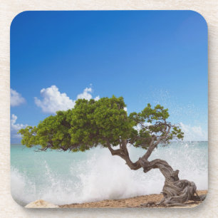 Divi Divi Tree, Eagle Beach, Aruba, Caribisch gebi Bier Onderzetter