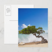 Divi Divi Tree, Eagle Beach, Aruba, Caribisch gebi Briefkaart (Voorkant / Achterkant)
