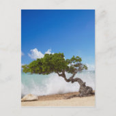 Divi Divi Tree, Eagle Beach, Aruba, Caribisch gebi Briefkaart (Voorkant)