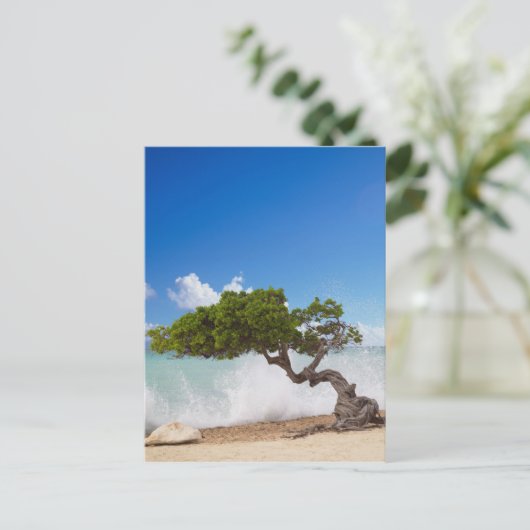 Divi Divi Tree, Eagle Beach, Aruba, Caribisch gebi Briefkaart (Staand voorkant)