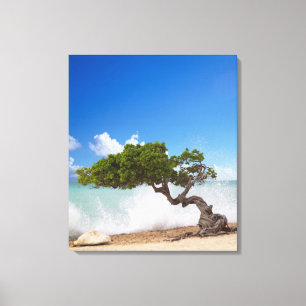 Divi Divi Tree, Eagle Beach, Aruba, Caribisch gebi Canvas Afdruk