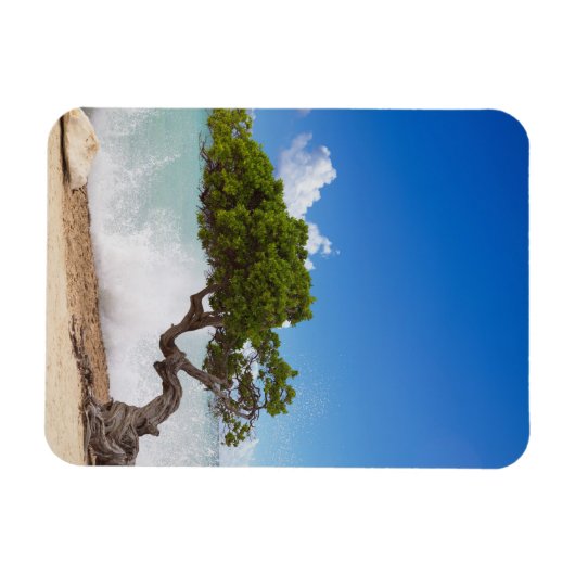 Divi Divi Tree, Eagle Beach, Aruba, Caribisch gebi Magneet (Horizontaal)