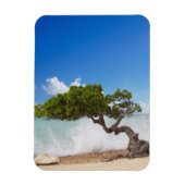 Divi Divi Tree, Eagle Beach, Aruba, Caribisch gebi Magneet (Verticaal)