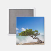 Divi Divi Tree, Eagle Beach, Aruba, Caribisch gebi Magneet (Voorkant / Achterkant)