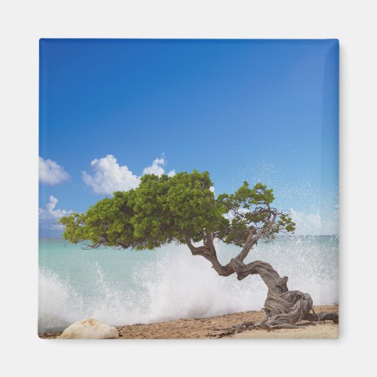 Divi Divi Tree, Eagle Beach, Aruba, Caribisch gebi Magneet (Voorkant)