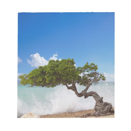 Divi Divi Tree, Eagle Beach, Aruba, Caribisch gebi Notitieblok (Voorkant)