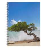 Divi Divi Tree, Eagle Beach, Aruba, Caribisch gebi Notitieboek (Voorkant)