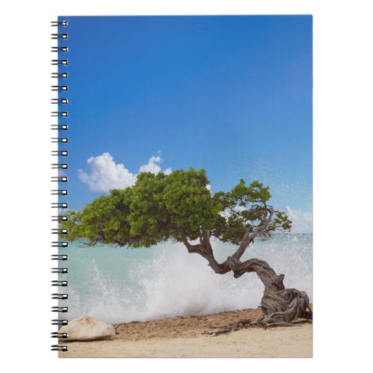 Divi Divi Tree, Eagle Beach, Aruba, Caribisch gebi Notitieboek (Voorkant)