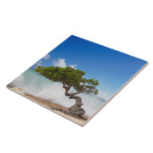 Divi Divi Tree, Eagle Beach, Aruba, Caribisch gebi Tegeltje (Zijkant)