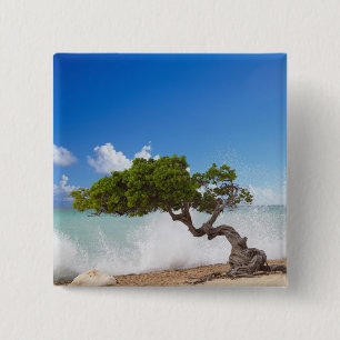 Divi Divi Tree, Eagle Beach, Aruba, Caribisch gebi Vierkante Button 5,1 Cm