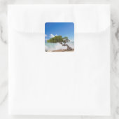 Divi Divi Tree, Eagle Beach, Aruba, Caribisch gebi Vierkante Sticker (Tas)