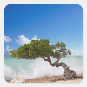 Divi Divi Tree, Eagle Beach, Aruba, Caribisch gebi Vierkante Sticker