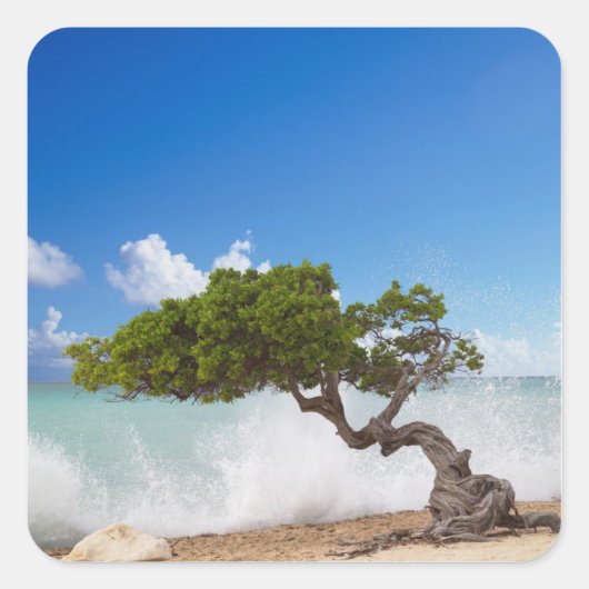 Divi Divi Tree, Eagle Beach, Aruba, Caribisch gebi Vierkante Sticker (Voorkant)