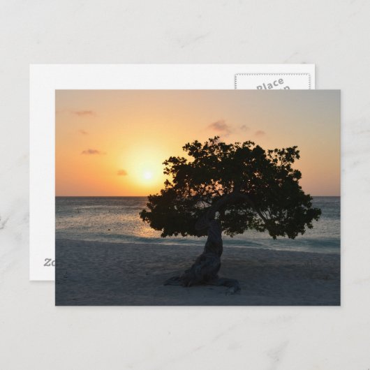 Divi Tree Sunset Briefkaart (Voorkant / Achterkant)