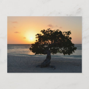 Divi Tree Sunset Briefkaart
