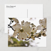 Divine Dogwood Spring Briefkaart (Voorkant / Achterkant)