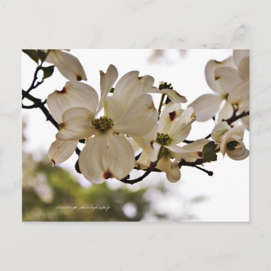 Divine Dogwood Spring Briefkaart (Voorkant)