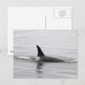 Diving Orca Briefkaart (Voorkant / Achterkant)