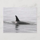 Diving Orca Briefkaart (Voorkant)