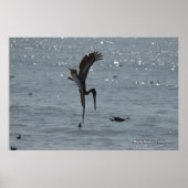 Diving Pelican Poster (Voorkant)