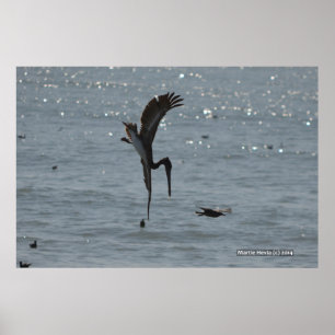 Diving Pelican Poster