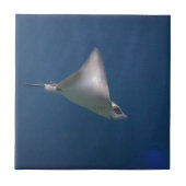 Diving Stingray Tegeltje (Voorkant)