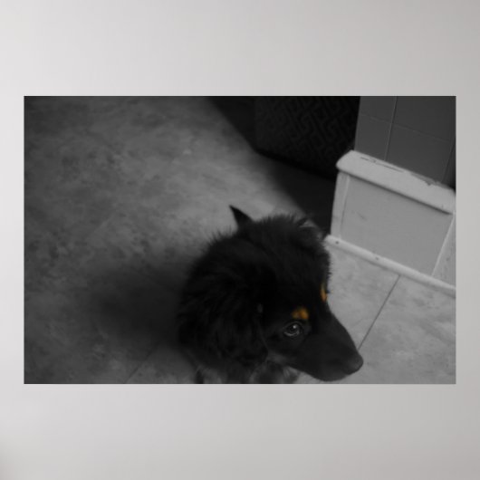 Divo B&W Poster (Voorkant)