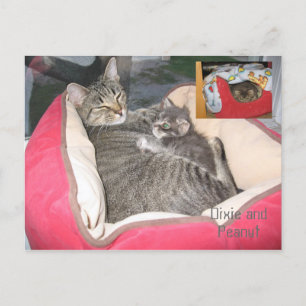Dixie en Peanut in Peanut's bed Briefkaart