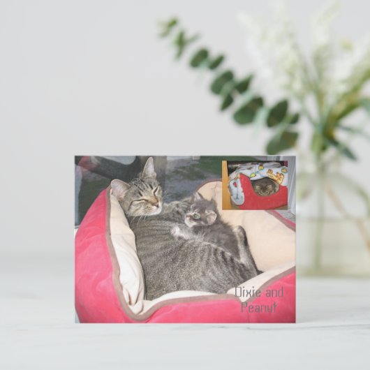 Dixie en Peanut in Peanut's bed Briefkaart (Staand voorkant)