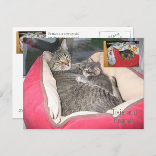 Dixie en Peanut in Peanut's bed Briefkaart (Voorkant / Achterkant)