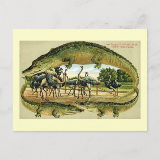 Dixieland Park, Jacksonville, Vintage van Florida Briefkaart (Voorkant)