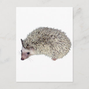 DIY Hedegel links Briefkaart