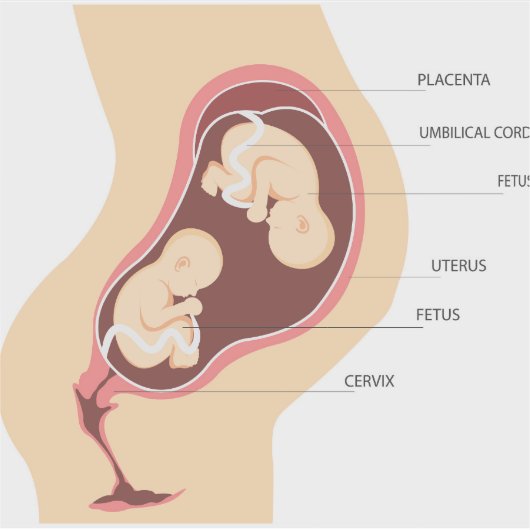 Dizygotische tweelingzwangerschap sticker (Voorkant)
