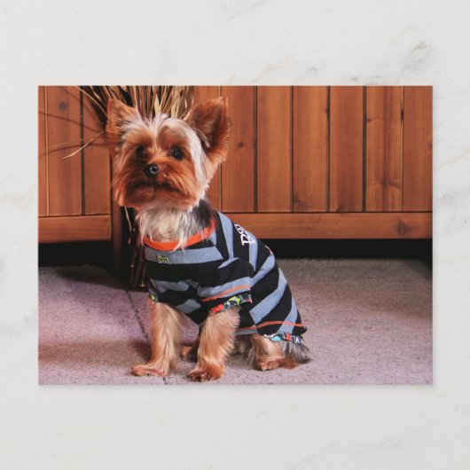 DJ - Yorkshire Terrier - Smith Briefkaart (Voorkant)