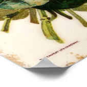 DM Ferry  Flower Catalog Advertisation Poster (Hoek)