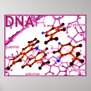 DNA-basen klein Poster