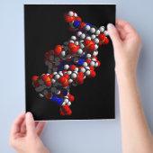 DNA Double Helix-model Flyer (Hand)