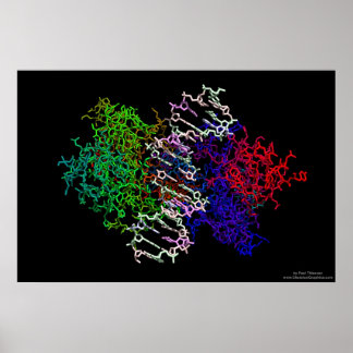 DNA-eiwitcomplex Poster